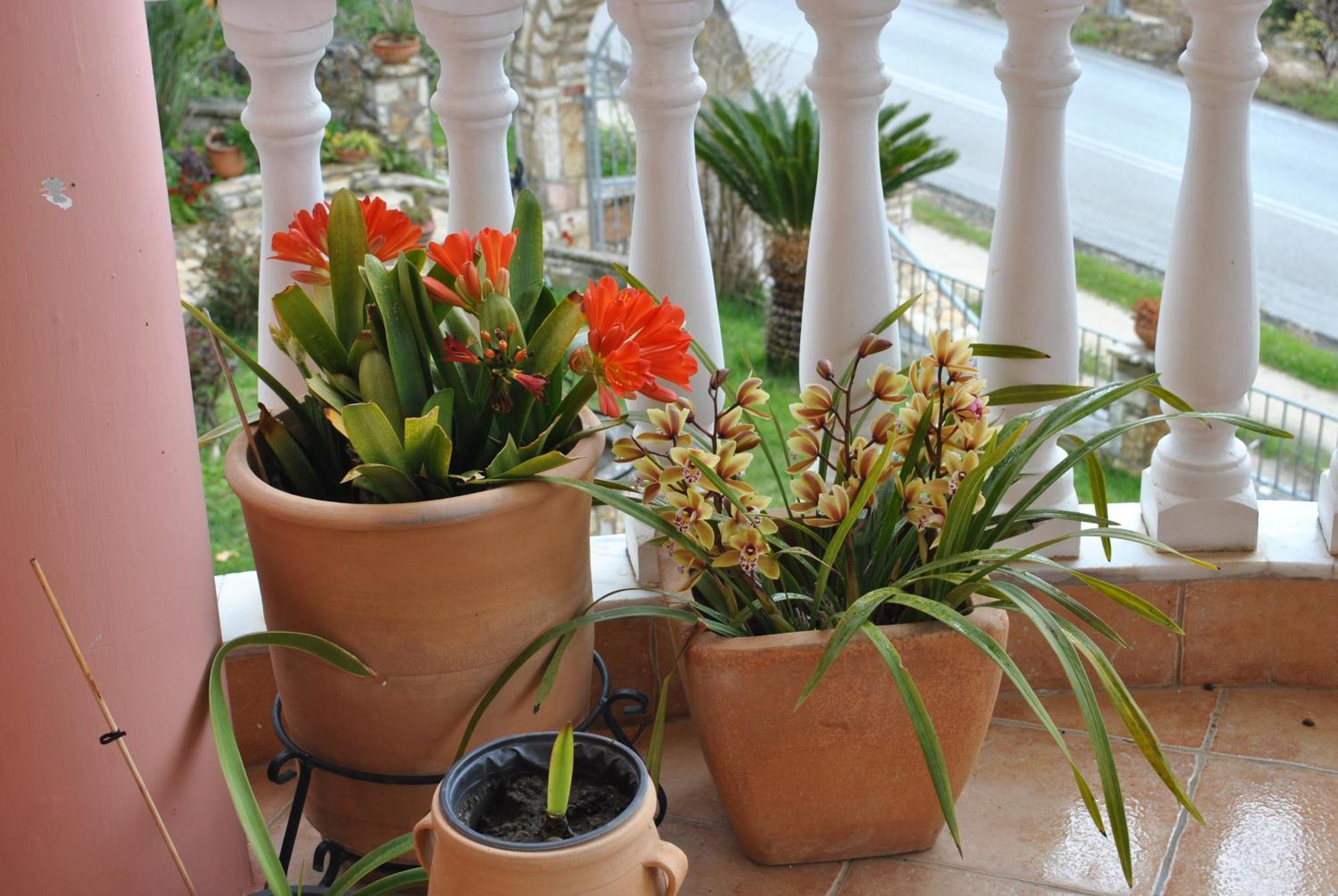 파르가 Amaryllis House 아파트 외부 사진