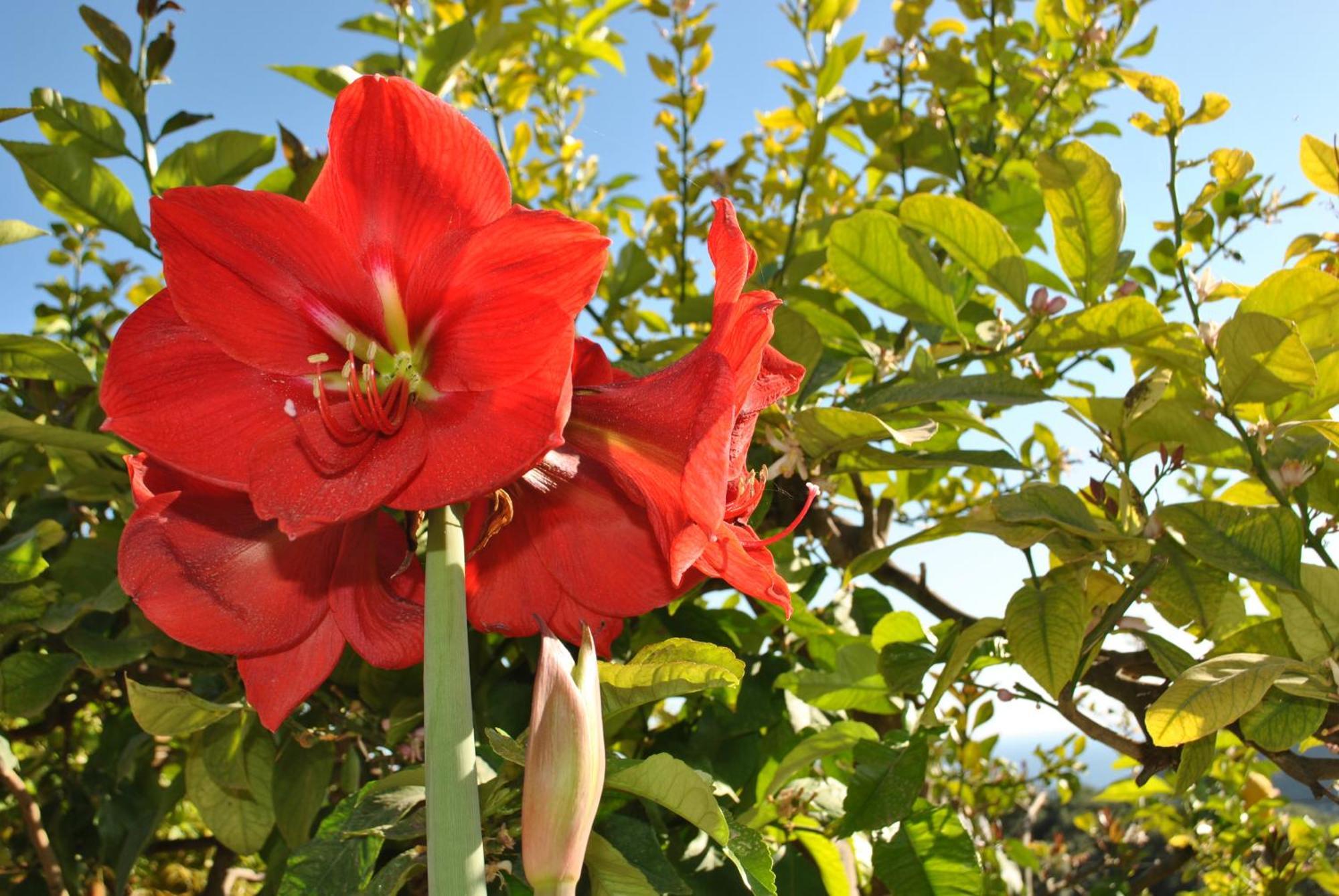 파르가 Amaryllis House 아파트 외부 사진